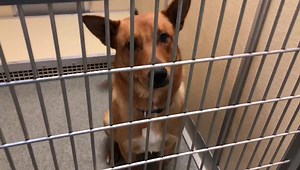 AVAILABLE FOR ADOPTION at Valencia County Animal Shelter in Los Lunas NM. Patty Mugan | Volunteers of the Valencia County Animal Shelter