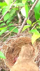 205K views · 3.6K reactions | Hai chim non bị đàn kiến tấn công, may là chim mẹ đã dốc sức giải cứu. | Diễn đàn Tuổi trẻ | Facebook