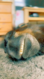 22K views · 1K reactions | Is snoring  keeping you awake at night  well deal with it because i am too darn cute 殺 #cute #snoozing #snoring #funnymoments #funnyvideo #funnyreels | The Adventures Of Patrick The Pony | Facebook