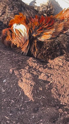 This is why ALL of my chickens need a bath. They love dirt bathing so much. They get into the damp potting soil and love it. I think this weekend I’m giving baths ha #dirtdath #chickens #polishchicken #rooster #frizzle #chickenreels #dustbathing #farmhouse #homesteader #homestead #dirty #funtimes #coop #poultry #backyardchickens #chickenlover #chickenmama #crazychickenlady | Kara’s chicken coop