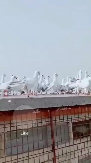 2.7K views · 86 reactions | Turkeya hyderabadi pigeons beautiful ❤ @followers Everyone Following Pakistan India TV #foryou #racingpigeons #pigeonlove #pigeon #trending #viralpage #hyderabadsindhpigeons #FacebookPage | Hyderabad Sindh Pigeons | Facebook