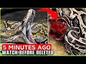 Scientist STUNNED! Something Started DECAPITATING Pythons in Florida! Documentary