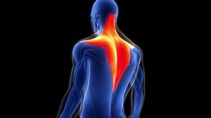 Human Muscular System Torso Muscles Trapezius Stock Footage Video (100% Royalty-free) 1102082717 | Shutterstock