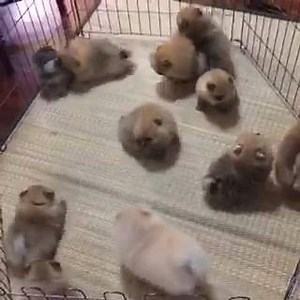 20K views · 312 reactions | Babies! | SALTYDOG | Facebook