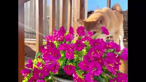 Precisetrue Hanging Flowers, Perfect Home Garden Decoration – Hanging Morning Glory, Artificial Hanging Flowers For Outdoors, 29.5in Silk Petunia Fake Plant Baskets for Porch Yard (rose purple,2pcs)