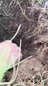 21K views · 649 reactions | Metal detecting with @Riley Bryant for some civil war history today in Arkansas #fyp #history #metaldetecting #civilwarhistory | Endless search | Facebook