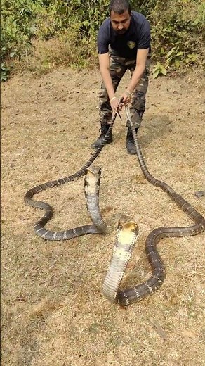 King cobra cobra snake #shorts #kingcobra #snakevideo