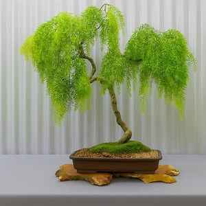 Dwarf Australian Weeping Willow Bonsai Cutting Tree, Cold Hardy, Fast Growing, Indoor/outdoor Houseplant - Etsy