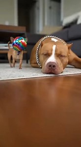 BALLOON HAT POP PRANK 😂🎈 Dad was sleeping with a “party hat”… POP! — and the house went CRAZY 😭🐶 #FunnyDogs #DogComedy #ChihuahuaLife #PrankFail #AIVideo #ViralReels | Everyday Aww