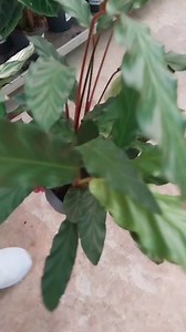 3.7K views · 67 reactions | Beautiful Calathea Rufibarba 華 #Calathea #plants #plantas #plantlover #plantbased #beauty #Amazing #reels #viral #decorandbeauty #garden #fyp #houseplants #foryou | Decor & Beauty | Facebook