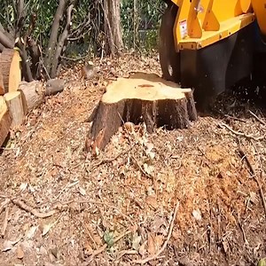 828K views · 982 reactions | Most Powerful Wood Cutting Machine - Incredible Dangerous Tree Felling Down Process | Survival skills | Facebook