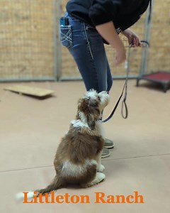 25 reactions | Aww Samson is so sweet. This guy has lots of personality and spunk. He is an F1 Aussiedoodle and will be around 25-30 lbs. | Littleton Ranch | Facebook