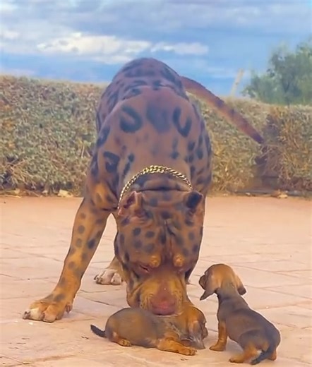 26 reactions | I Love Pitbulls  she’s so pretty | Cyn'ful Glam | Facebook