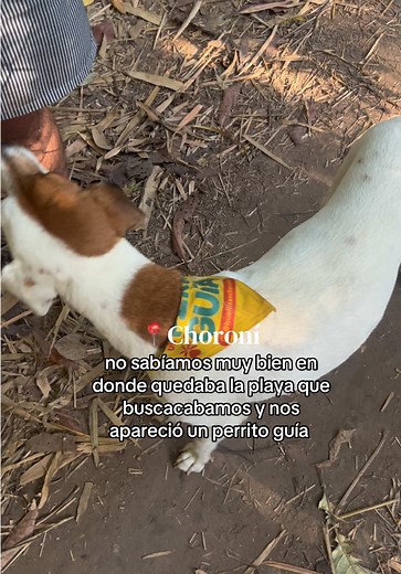 Perrito guía en Choroní: cómo nos llevó a la playa y el atardecer