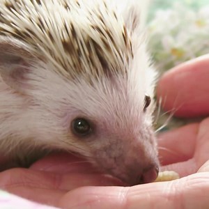65K views · 6.7K reactions | Unique hedgehog needs Dr Scott’s help! 璉 The little pet is struggling with ongoing bladder issues and needs surgery  | Bondi Vet | Facebook