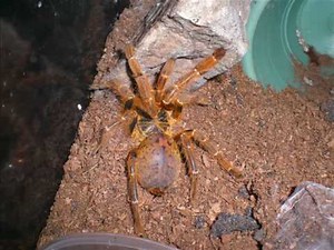Usambara baboon tarantula