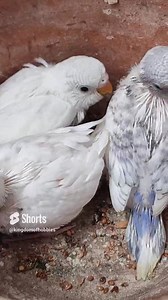 beautiful albino budgerigar baby #birdbreederkolkata #kolkata #kolmishak #parakeet #budgie #budgerigarbird #lovebirds #Mirpur #parrots #birds | Kingdom of Hobbies