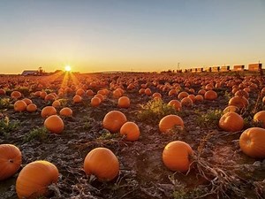 Malvern Pumpkin Patch Farm Guide 2021