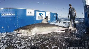1,300-Pound Great White Shark Passes By the Chesapeake Bay | Chesapeake Bay Magazine