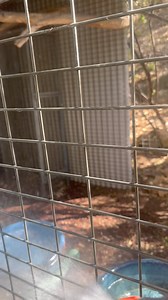 It’s so dry here.. one 2 minute rain shower in 6 months. Unusually.. the parents.. Louie and Quillie wanted a shower.. their babies were seen at the nestbox entrance yesterday..but didn’t stay long enough to get a pic. It’s so annoying the camera in this box isn’t working! But these babies will fledge soon and I can get a good look. 🥰❤️ | Macaws And More