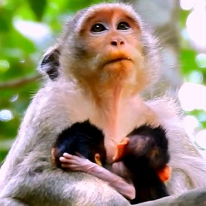 1.6K views · 27 reactions | Great mom Casi saving orphan baby Calvin's life, but It's really hard for her to feeding milk and take care twin babies @the same time | Monkeys Premature | Facebook