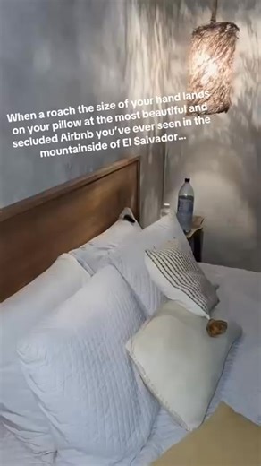 1.5K views · 13 reactions | The biggest roach ever was in their bed on vacation  | Dylan Anderson | Facebook