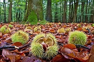 Chestnut Tree Seeds for Planting - Castanea mollissima (20 Seeds)