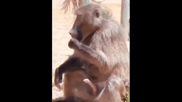 Monkey masturbate and eat his sperm