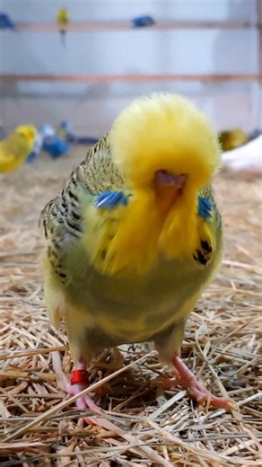 Inside flight! 📽🇧🇷🇧🇷🇧🇷 #budgerigars #budgerigar #periquitoingles #periquitoaustraliano #wellensittich #periquito #perrucheondulée #budgiebreeder #englishbudgie #budgie #budgies #exhibitionbudgerigar #exhibitionbudgerigars #budgerigarshow | Criadouro Las Budgerigars