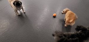 Lucy & Gracie! | Mutt Nuts