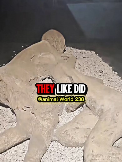 Oldest Gay Couple Discovered in Pompeii