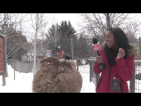 Adorable baby camel at Idaho Falls Zoo