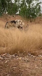 4.3K views · 403 reactions | My cute greywolf ❤️ . . Follow our page for more content ✅ . . . . . . . . .#wolf #wolfdog #wolvesofinstagram #wolflovers #wolfpack #animals #wolfdogsofinstagram #wolfdogs #wolvesup #protectwolves #instawolf #wolfhybrid #worldofwolves #wolfstagram #wolfgang #nativeamerican #lovewolves #wolfofinstagram #realwolf #wolfcommunity #lovewolf #wolfdoggy #wolves #wolfs #wolflove #wolfstar #wolfmix #wolfie #wolfhunter | Wolf lovers world | Facebook