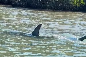 CLIP: Cá mập đầu búa lao như tên bắn truy đuổi cá đuối gai độc