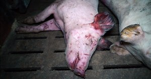 Toiles d'araignées, rats morts, animaux couverts de blessures : De nouvelles images accablent un élevage porcin du Tarn