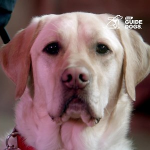 Life is at a standstill for thousands of Canadians waiting for a guide dog. Your support provides a vital lifeline for Canadians with sight loss. Donate today. | CNIB