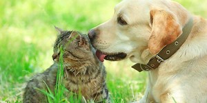 US startup aims to transform pet food with lab-made chow