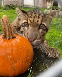 Tien the clouded leopard taking his pumpkin treat indoors to enjoy. 🎃 📷: Keeper Russell | Point Defiance Zoo & Aquarium