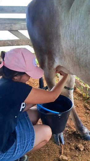 Tirando leite | Patrícia Oliveira