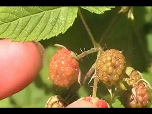 Identifying & harvesting wild Raspberries