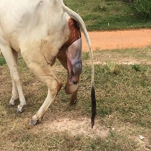 How Cow give Bith | Animal Future