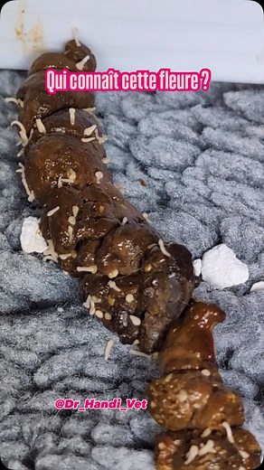 Les symptômes d’un chat qui a des vers sont souvent des problèmes digestifs, comme des vomissements ou une diarrhée. Vous pouvez aussi apercevoir des petits points blancs, un peu comme un grain de riz dans ses selles. En cas d’infestation massive, vous pouvez même en voir au niveau de son arrière train (les chats peuvent faire des crises d’épilepsie Crédit @Dr_Handi_Vet #dr_handi_veto #veterinaire #animaux #chat #chien | Docteeur Handi Dahmana