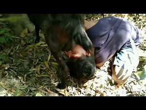 Most crazy, Oh my god!best ever goat milk drinking by hand and mouth, new style milking video,,,,,,,