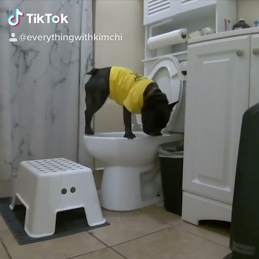 Kimchi the French Bulldog Knows How To Use A Human Toilet