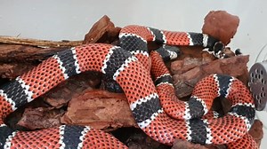 41K views · 1.2K reactions | Cobra-coral é uma denominação comum a...