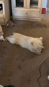 Mama accidentally switched their toy gifts and gave the squeaky Starbucks latte toy to Piper instead of Pickles and Trudi the mouse puppet to Pickles—he was a good sport though ❤️ ❤️ ❤️ | The Piper Chronicles