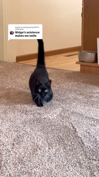 Discover Adorable Munchkin Cats in This Cute Compilation