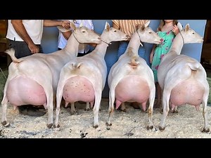 15 / 20 Kg Milk Day Record || Highest 💥 Milking Saanen Goats | No One Goats For Milk Production