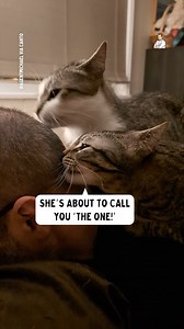 Purrfectly clean 🧼 | Dad Jokes