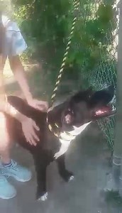 Darlington County Humane Society Rescue on Reels | Facebook